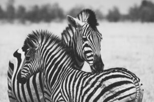 Botswana Safari Wildlife Photography Zebra black & white