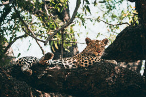 Botswana Safari Wildlife Photography Leopard Halbnah