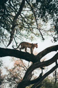 Botswana Safari Wildlife Photography Leopard Tree