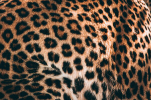 Botswana Safari Wildlife Photography Leopard Detail coat hide