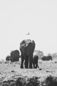 Botswana Safari Wildlife Photography Elefants bird