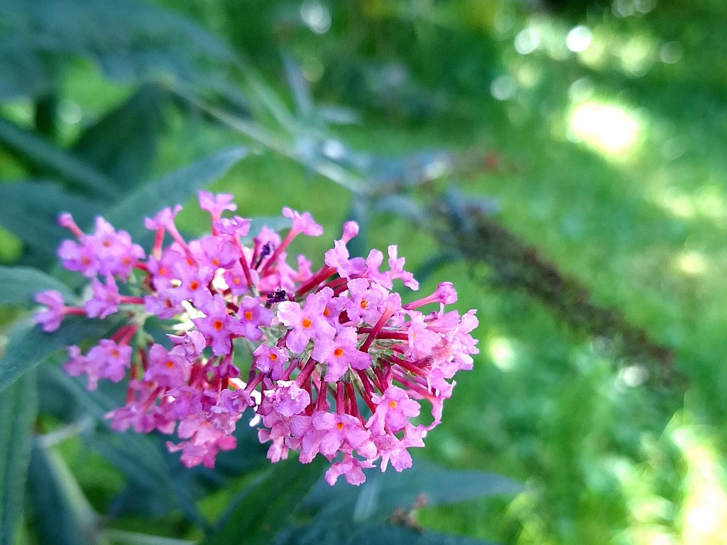 Blüte mit Hintergrund-Unschärfe