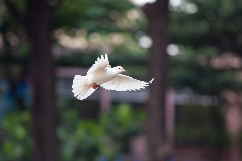 Schnappschuss von einer fliegenden Taube